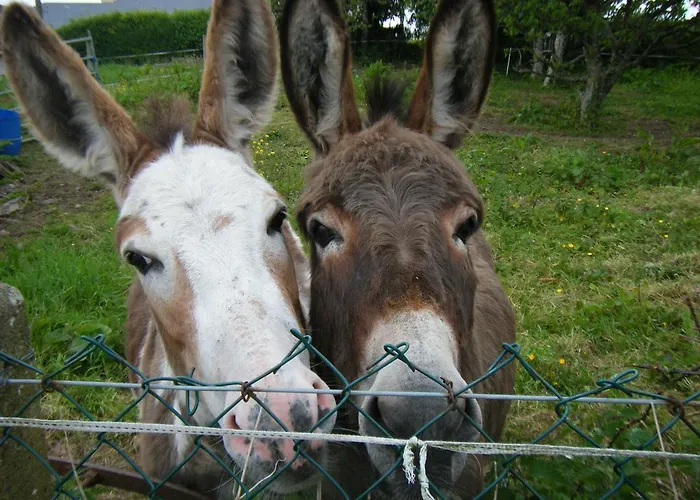 Nocleg ze śniadaniem Ashfield